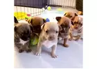 Healthy Chihuahua Puppies for Sale Near Me: Choose Yours Now							