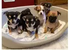 Local Chihuahua Puppies Near Me: Playful and Adorable							